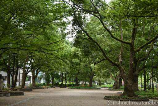 芝公園周辺の緑