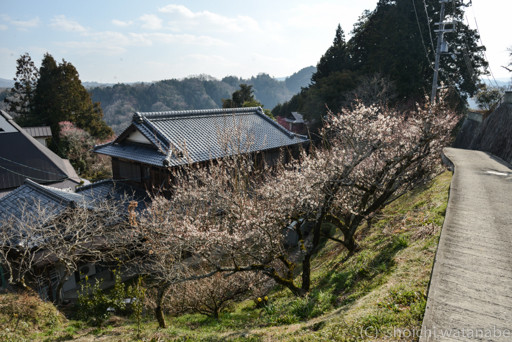 こういった風景がいかにも 奈良という感じです