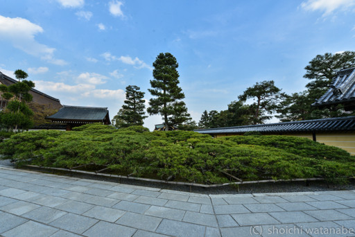 大覚寺の入口。びっくりするくらい大きな松がありました。
