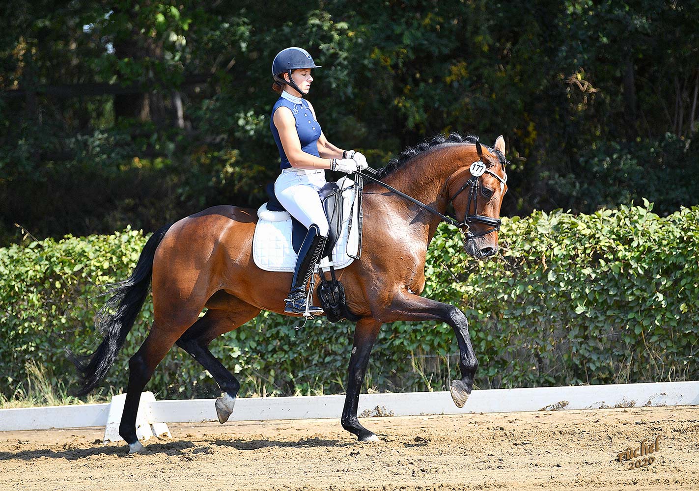 Bewegungskünstlerin "Carla Bruni": 1. Platz, 2. Abt. in der Reitpferdeprüfung