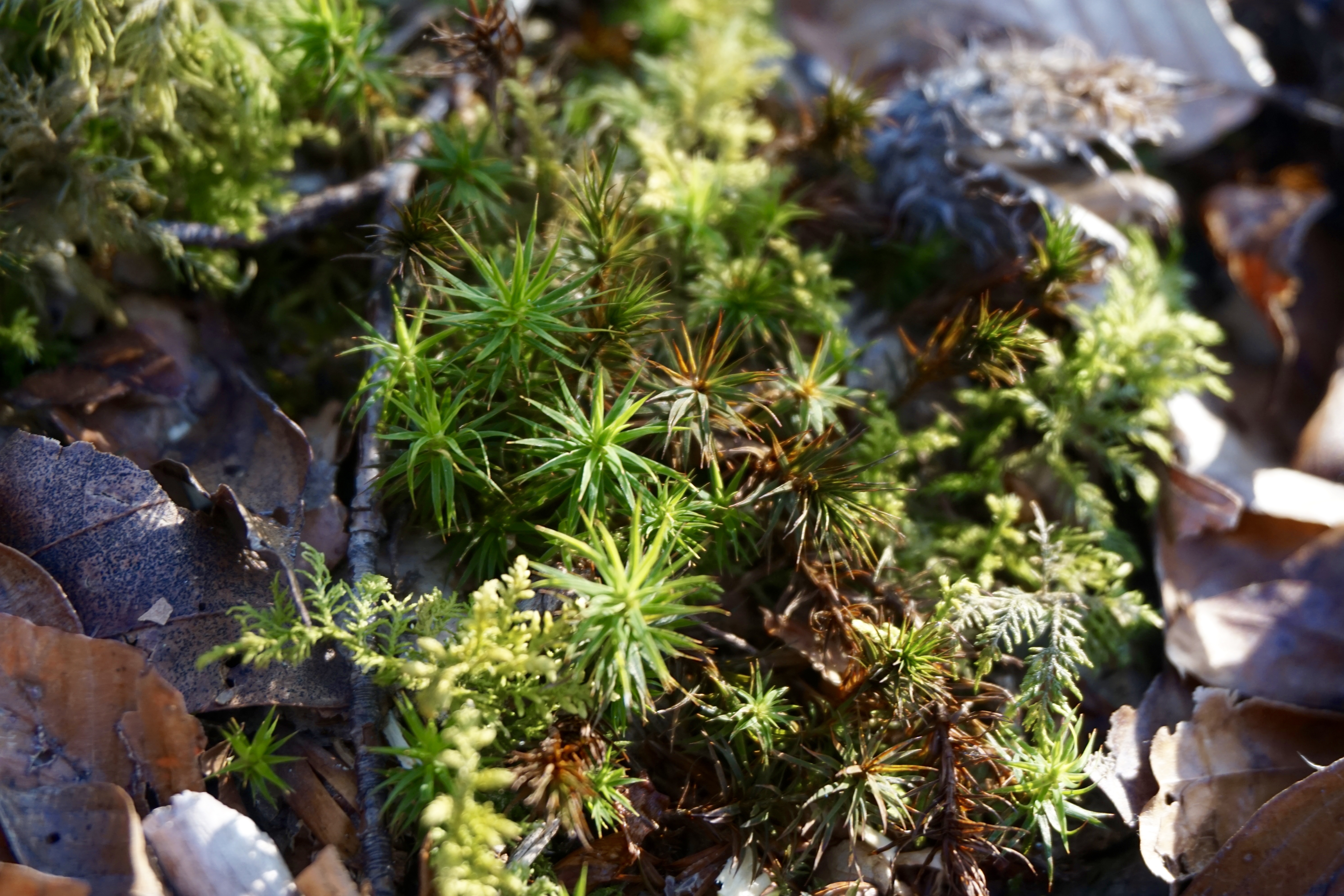 Links Systemisches Familiencoaching Familienstellen In - 