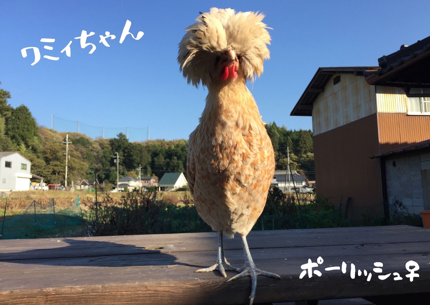 息子とひよこ孵化体験スタート プティプリ