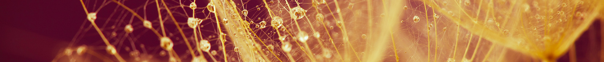 Coaching Ausbildungen is-fullwidth pull-btm