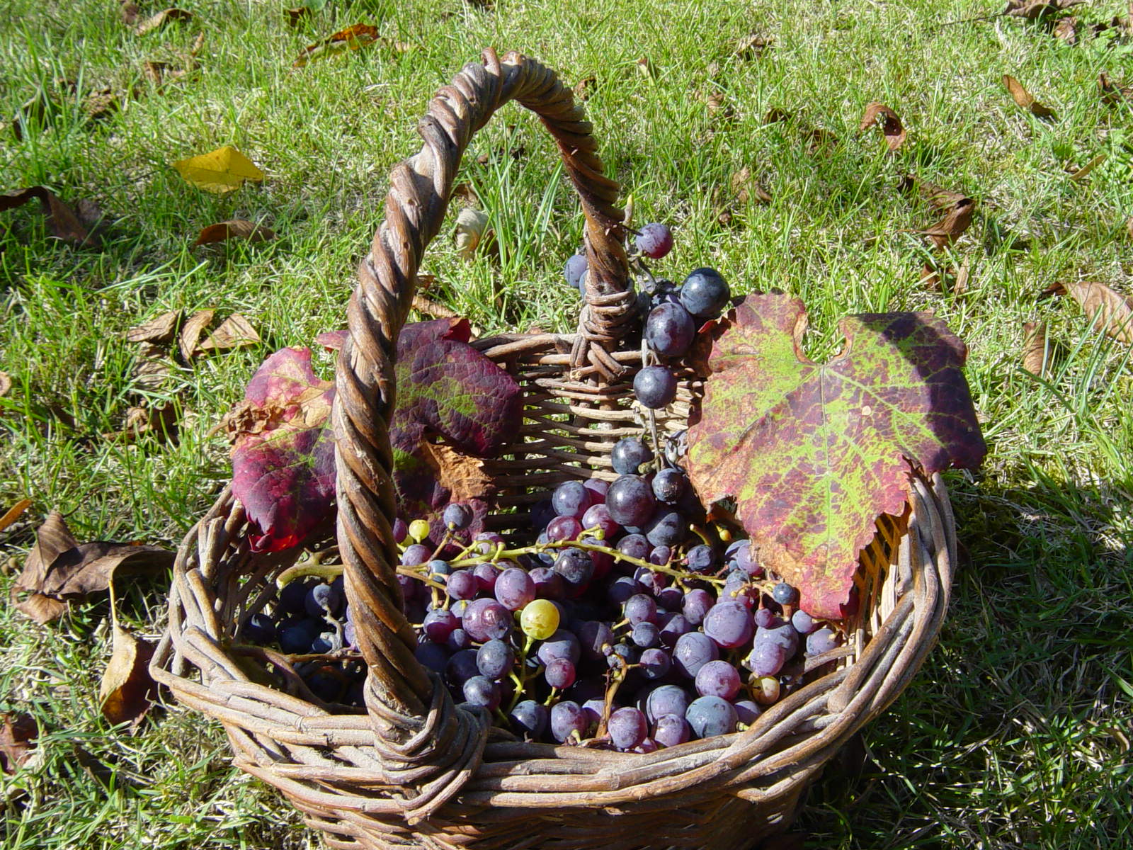 Dimanche 23 novembre 2025 - 26ème Ronde du Gaillac Primeur® - Gaillac