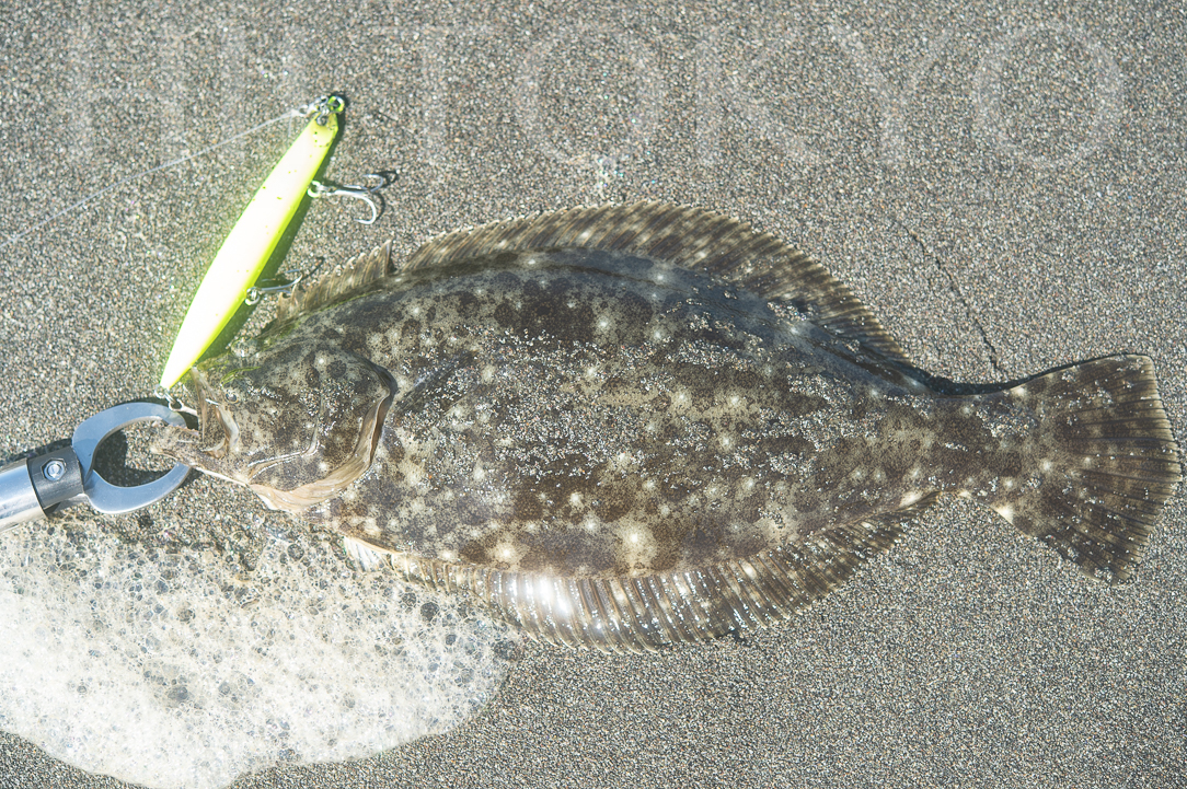 釣果「茅ヶ崎サーフでヒラメ＆ちびサメ」