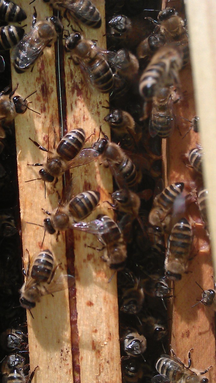 Bienengassenverkehr