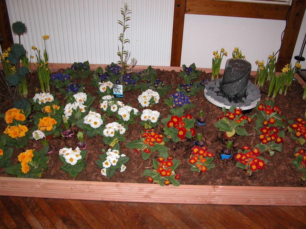 Frühlingsblumen im Saal "Ohl's Gasthof"    Foto W. Röndigs