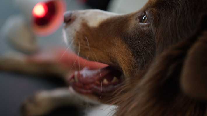Tierphysiotherapie Hundephysiotherapie Hundekrankengymnastik Krenn