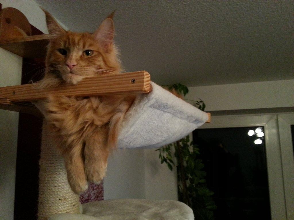 Billy the cat auf seinem Kratzbaum