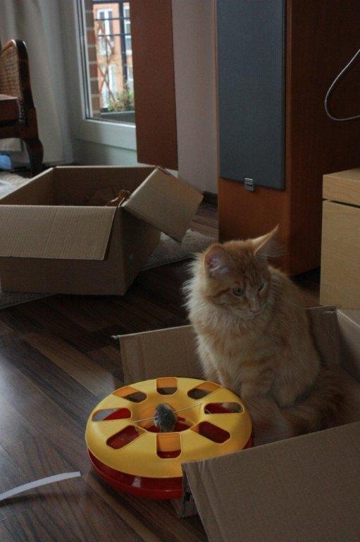 Billy the cat