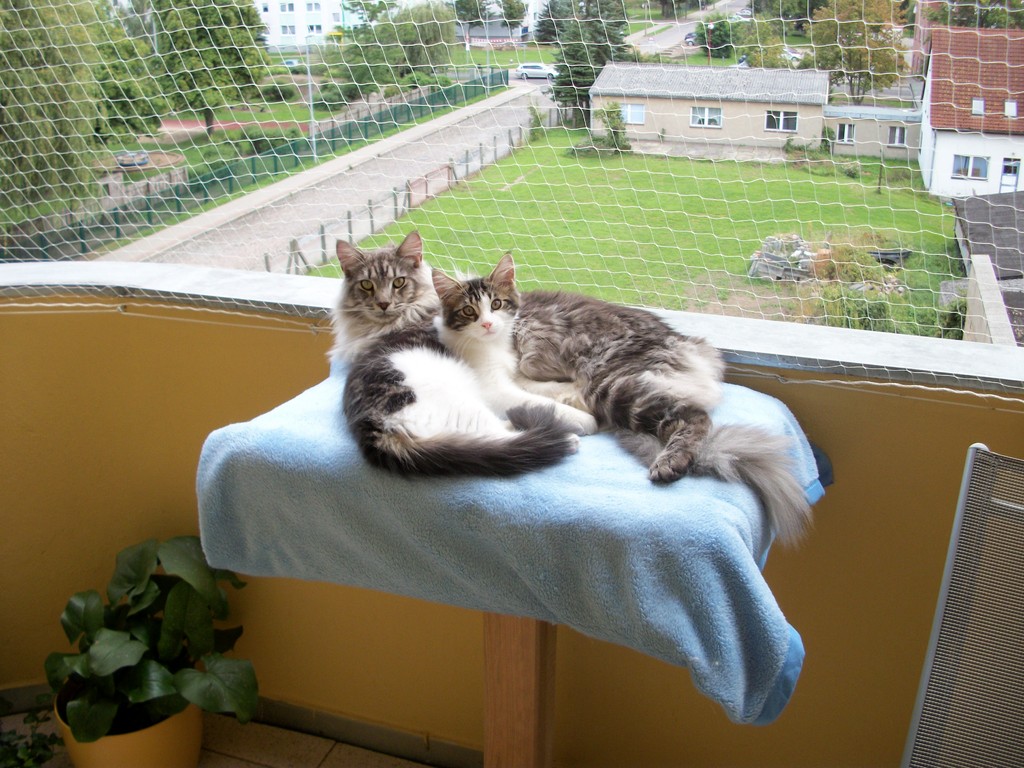 echte Liebe auf dem Balkon