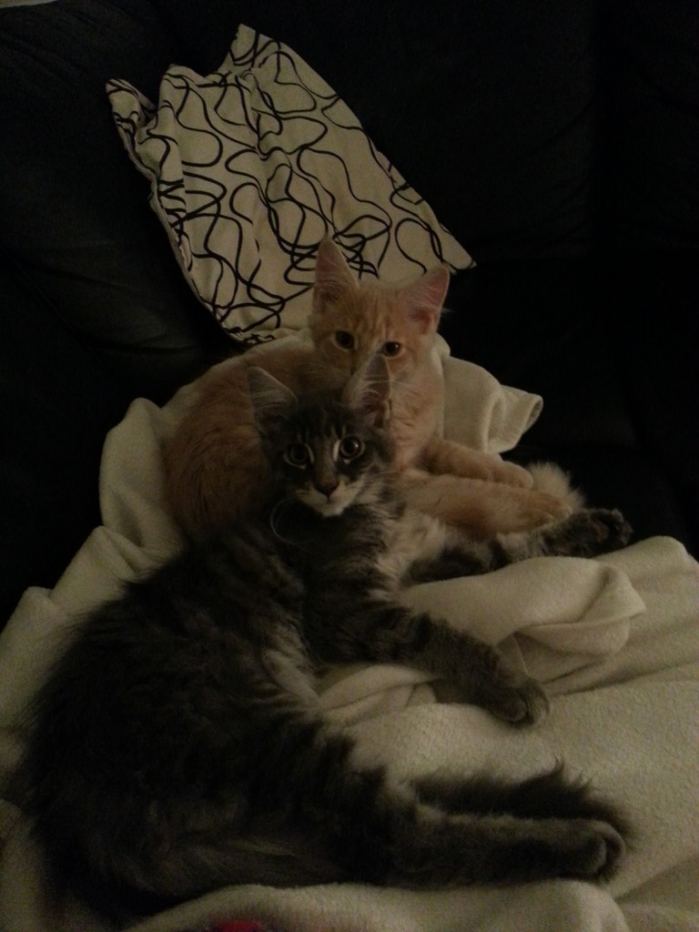 Oberwalls Einstein und Oberwalls Eddy aus ihrem neuen zu Hause in Wilhelmshorst