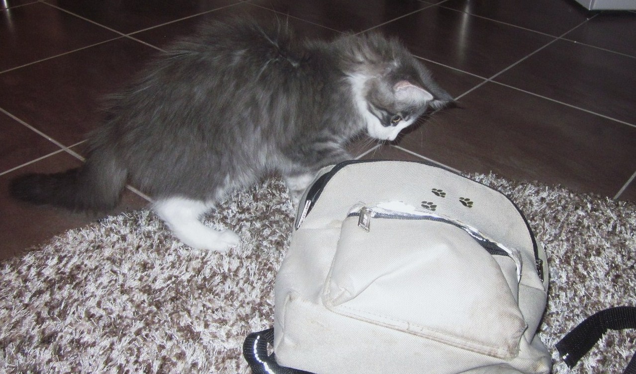Neugirige Maine Coons