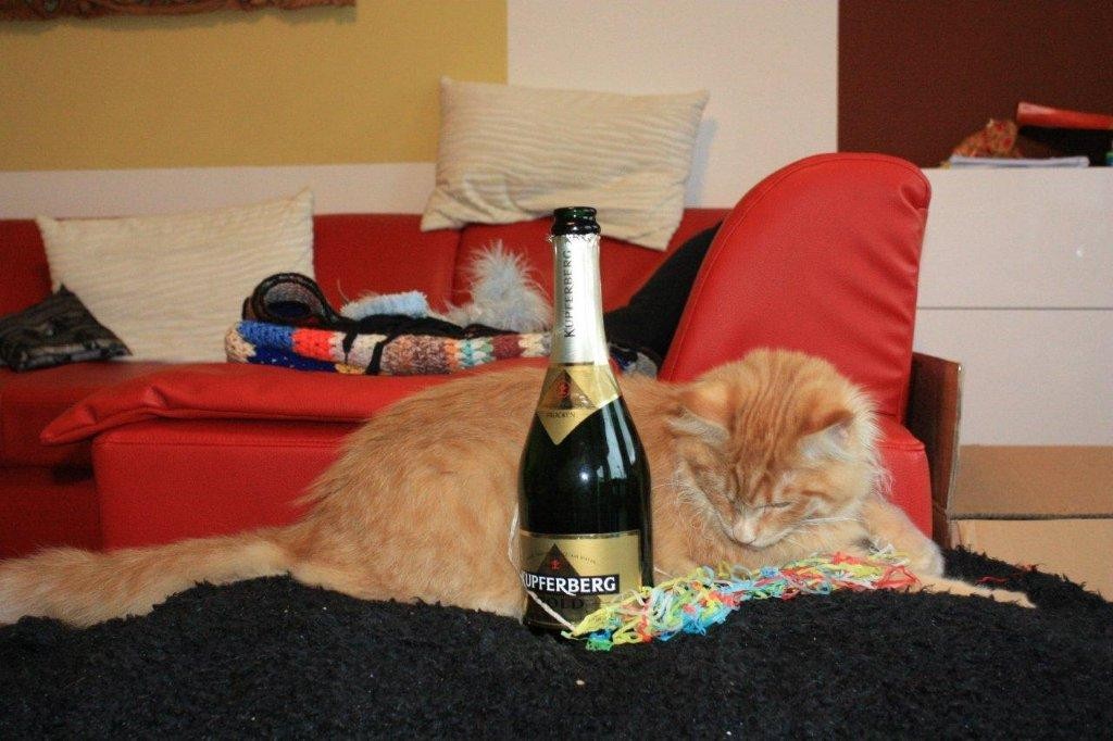 Oberwalls Billy the cat in Hamburg