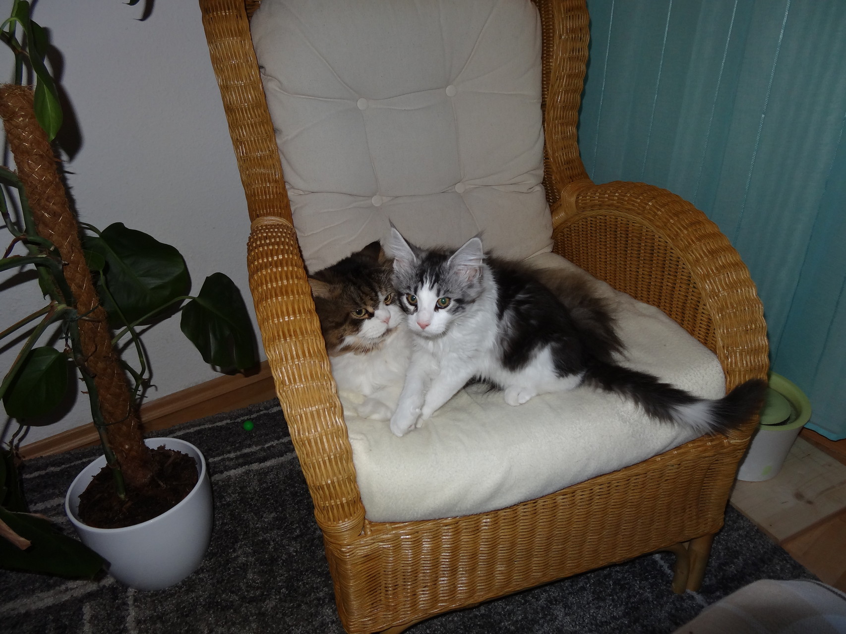 Freddy in seinem neuen zu Hause in Berlin
