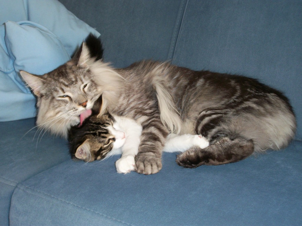 so sieht ein tolles Katzenleben aus