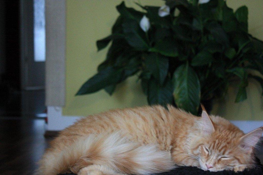 Billy the cat