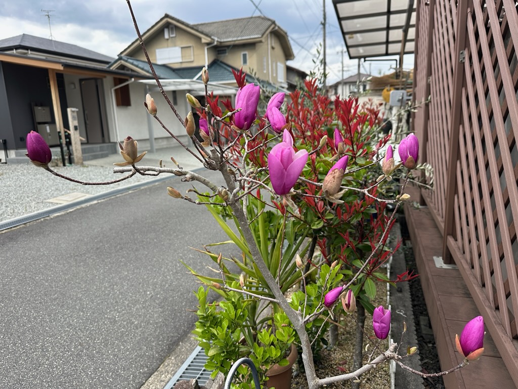 毎年恒例のシモクレンの時期( *´艸｀)