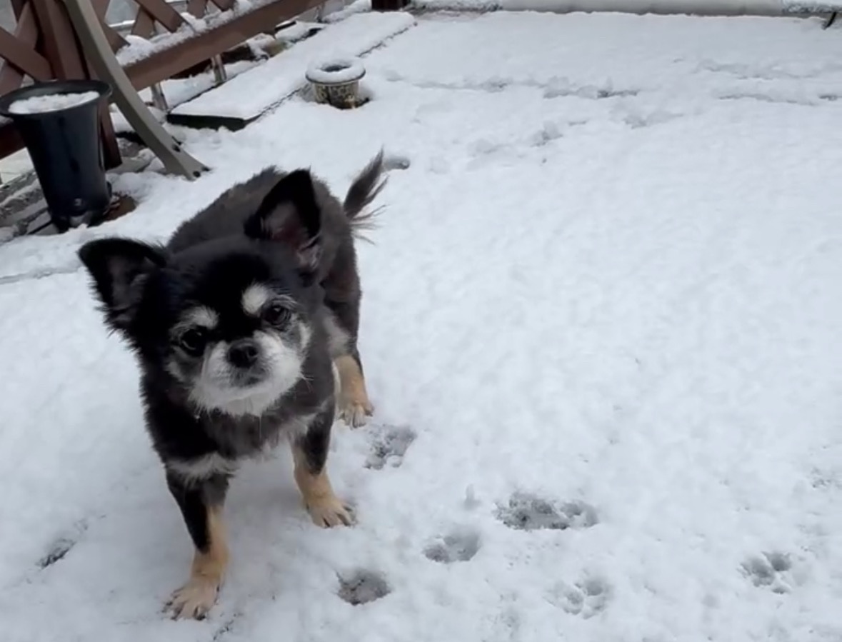 雪の朝( *´艸｀)