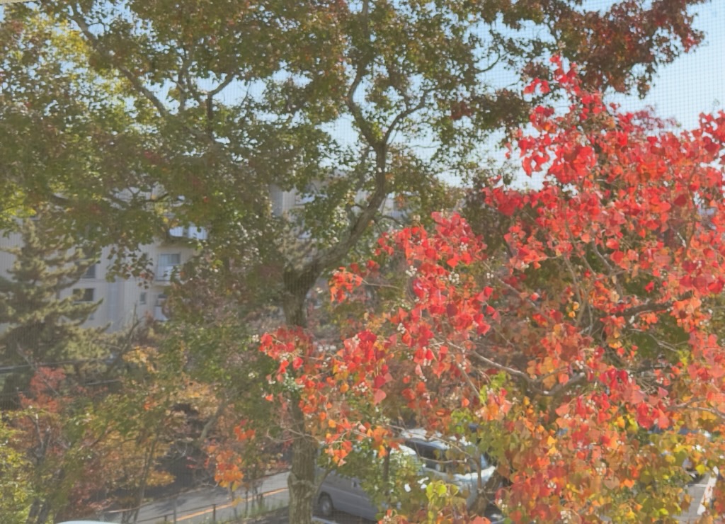 秋のイメージも赤( *´艸｀)