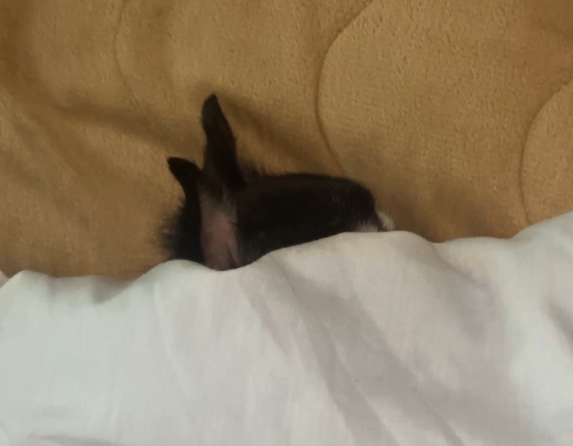 成せばなる成さねばならぬ( *´艸｀)