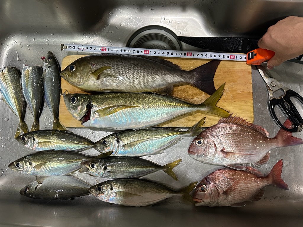 お魚は良い( *´艸｀)