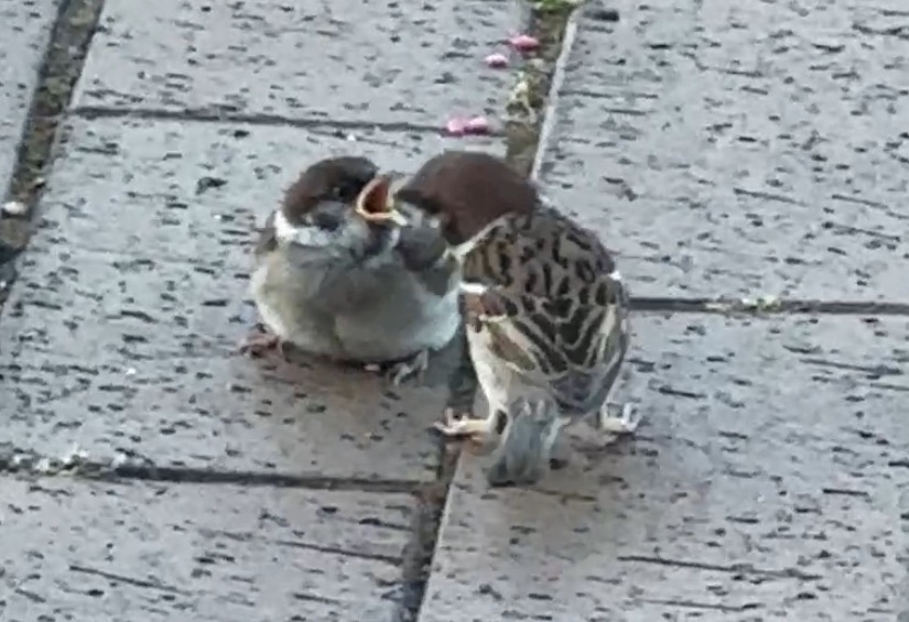 個性と子育て(￣▽￣;)