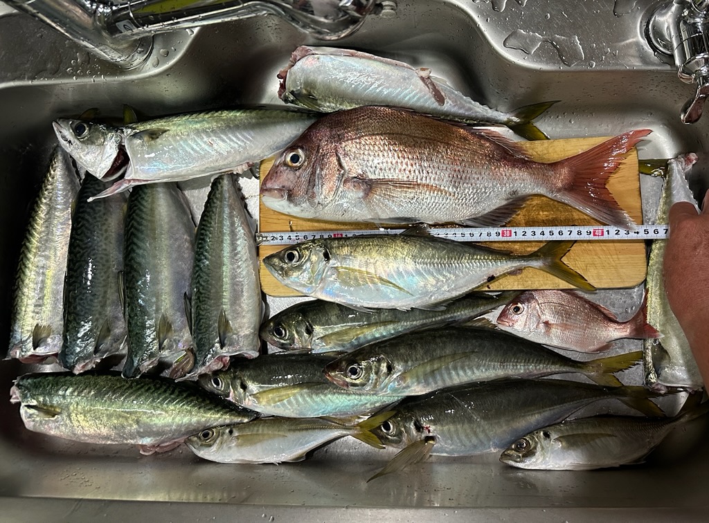 食欲の秋は魚なら良いでしょ？( *´艸｀)