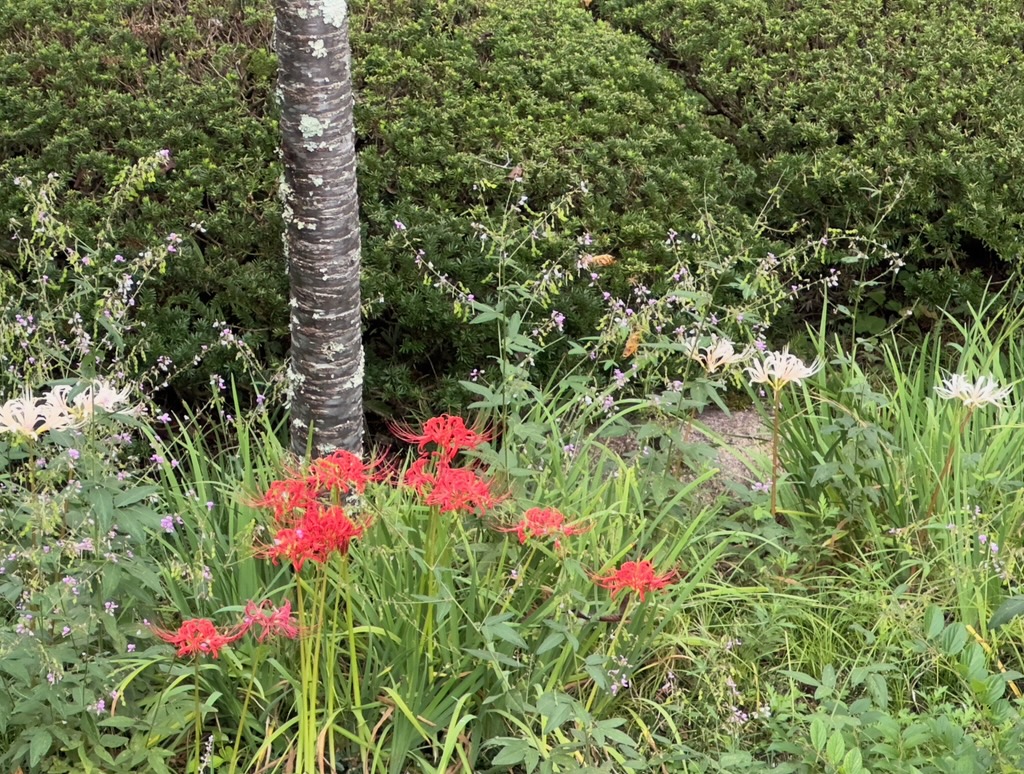 お彼岸に曼殊沙華( *´艸｀)