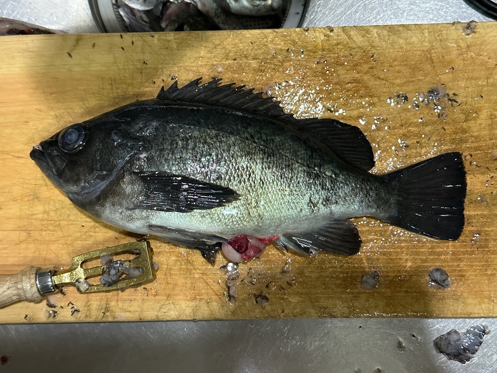 魚好き( *´艸｀)