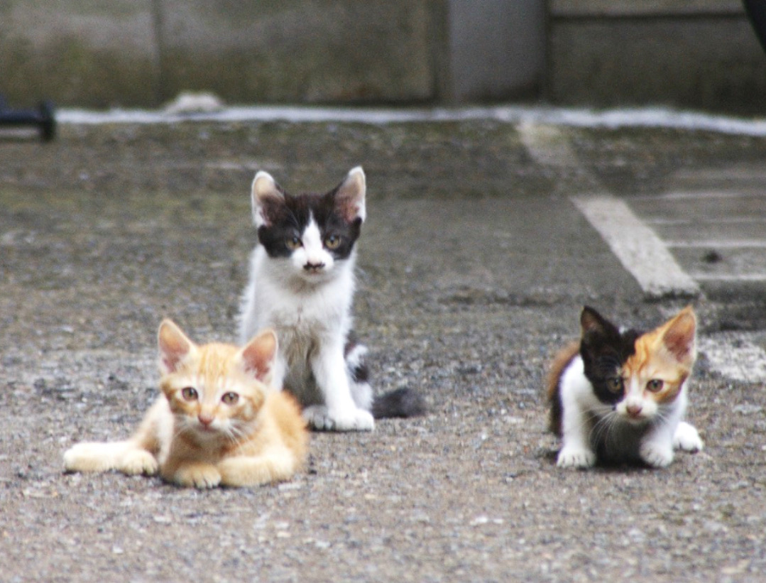 野良猫の赤ちゃん(=^・^=)