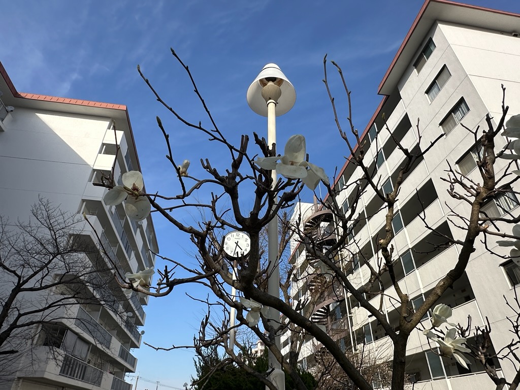今日はハクモクレン( *´艸｀)