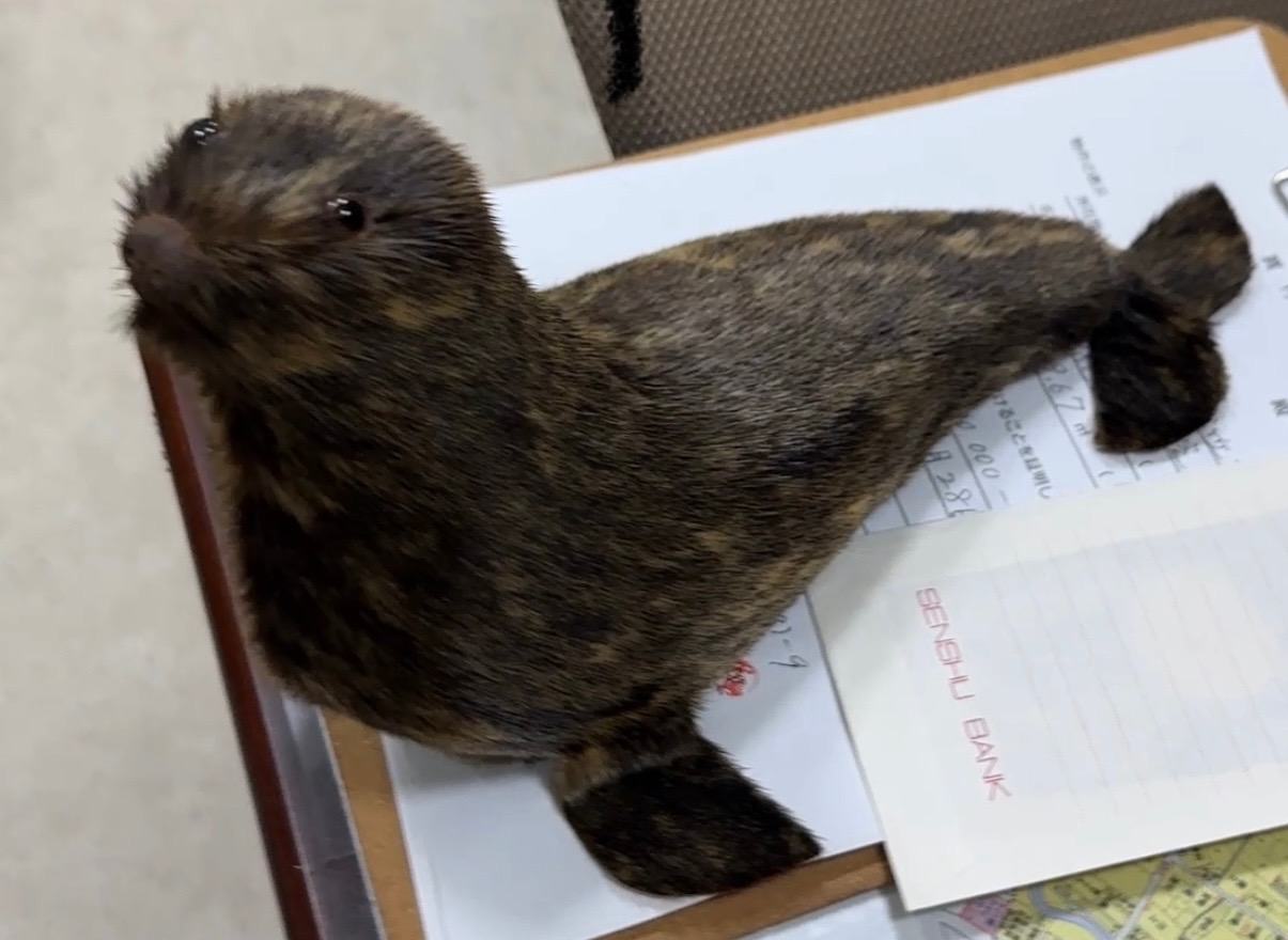 もう一目惚れやん( *´艸｀)