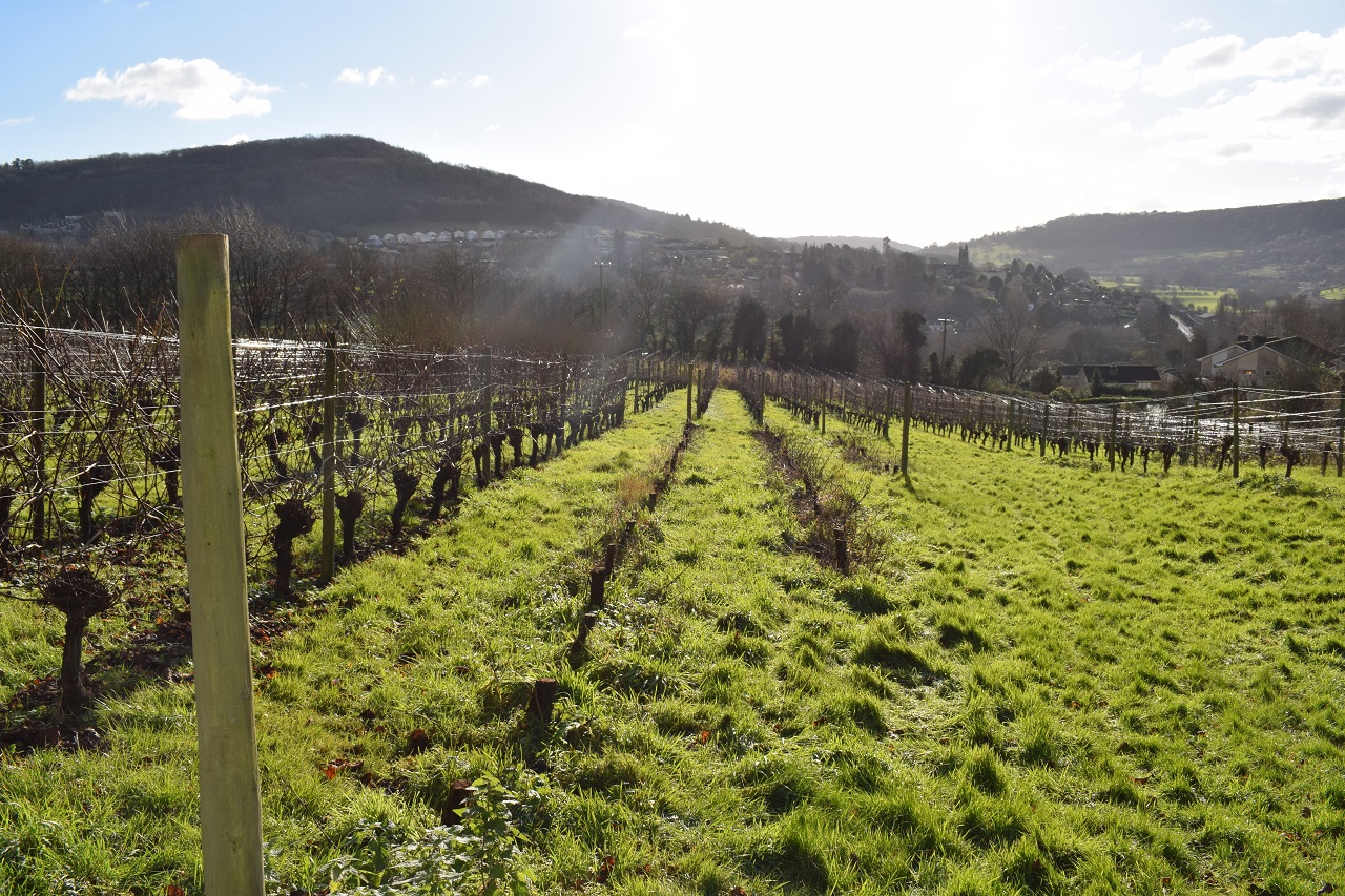 Vines and wines in Britain