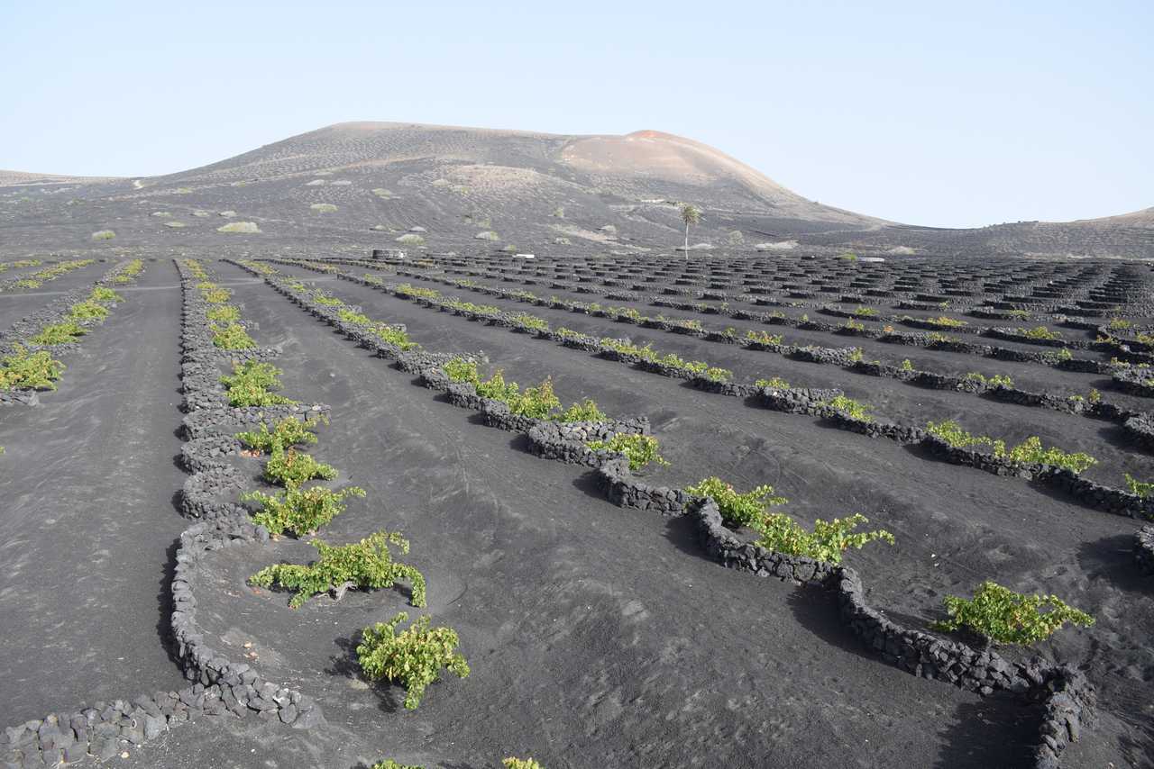 Wine tourism in the Canary Islands: the vineyard of Lanzarote
