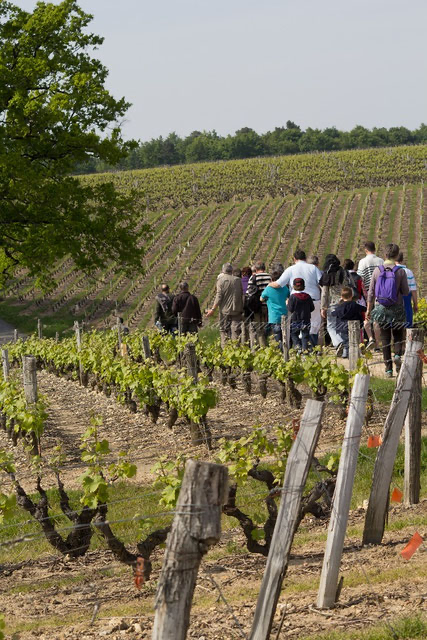 guided-walk-tour-in-Vouvray-vineyard-wine-tasting-Loire-Valley-Amboise-Tours-wine-tours-Myriam-Fouasse-Robert