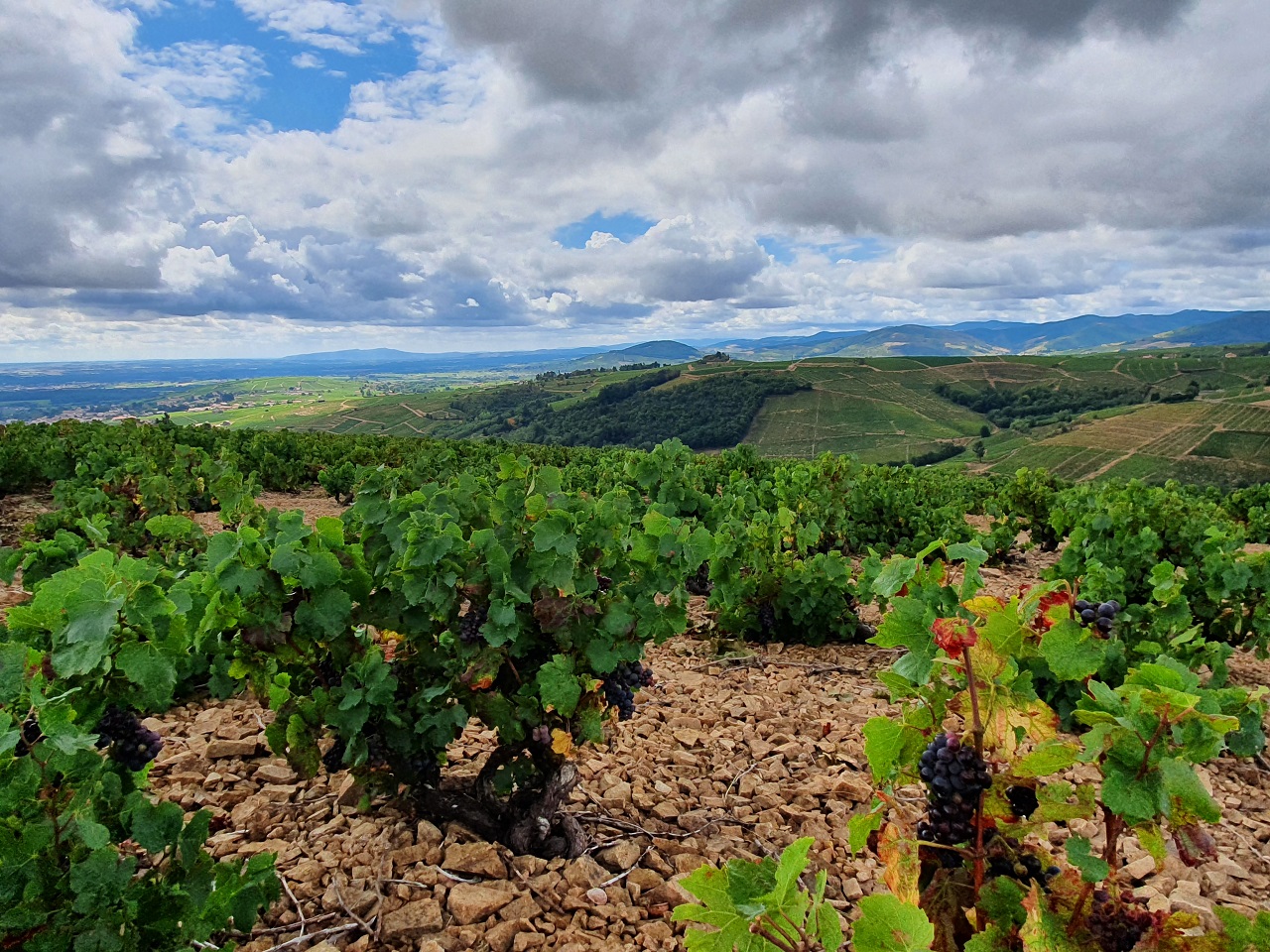 Wine tourism in the Beaujolais vineyard