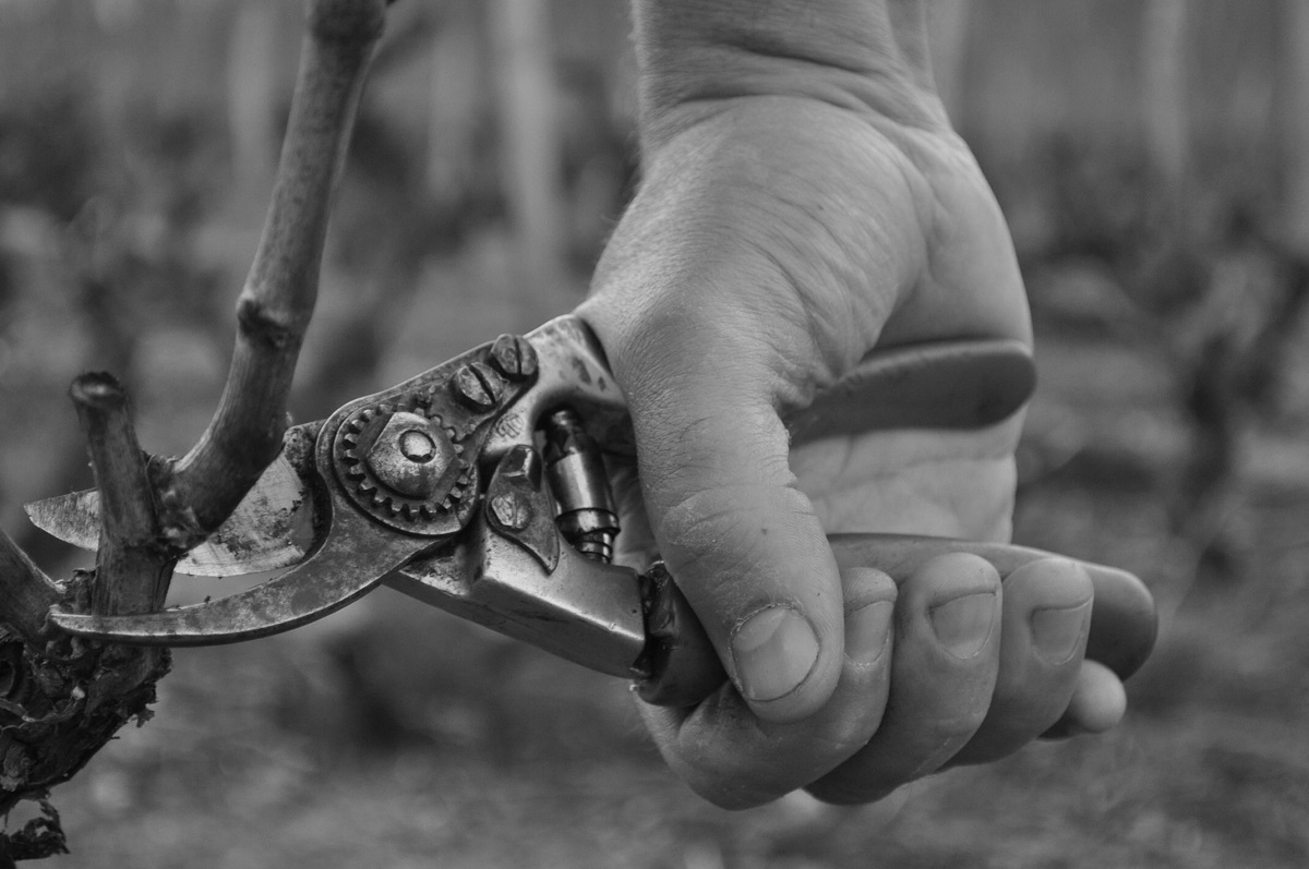 Winter work in the vineyard - pruning