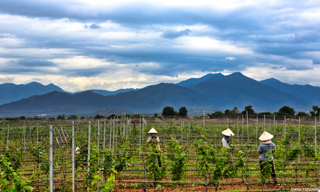 Wine production in Vietnam