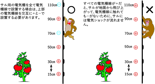 簡易電気柵設置のポイント おーでらすは人も自然もイキイキと暮らせる地域づくりを支援する団体です