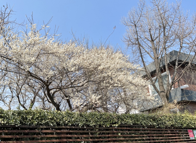 韓国 ソウル 桜