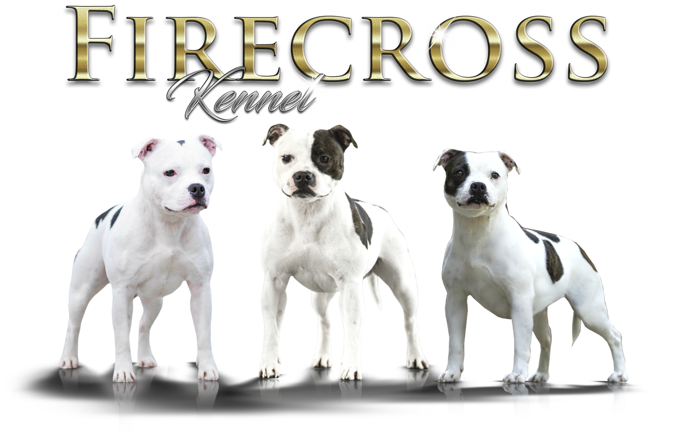 Home Firecross Kennel Allevamento Staffordshire Bull Terriers