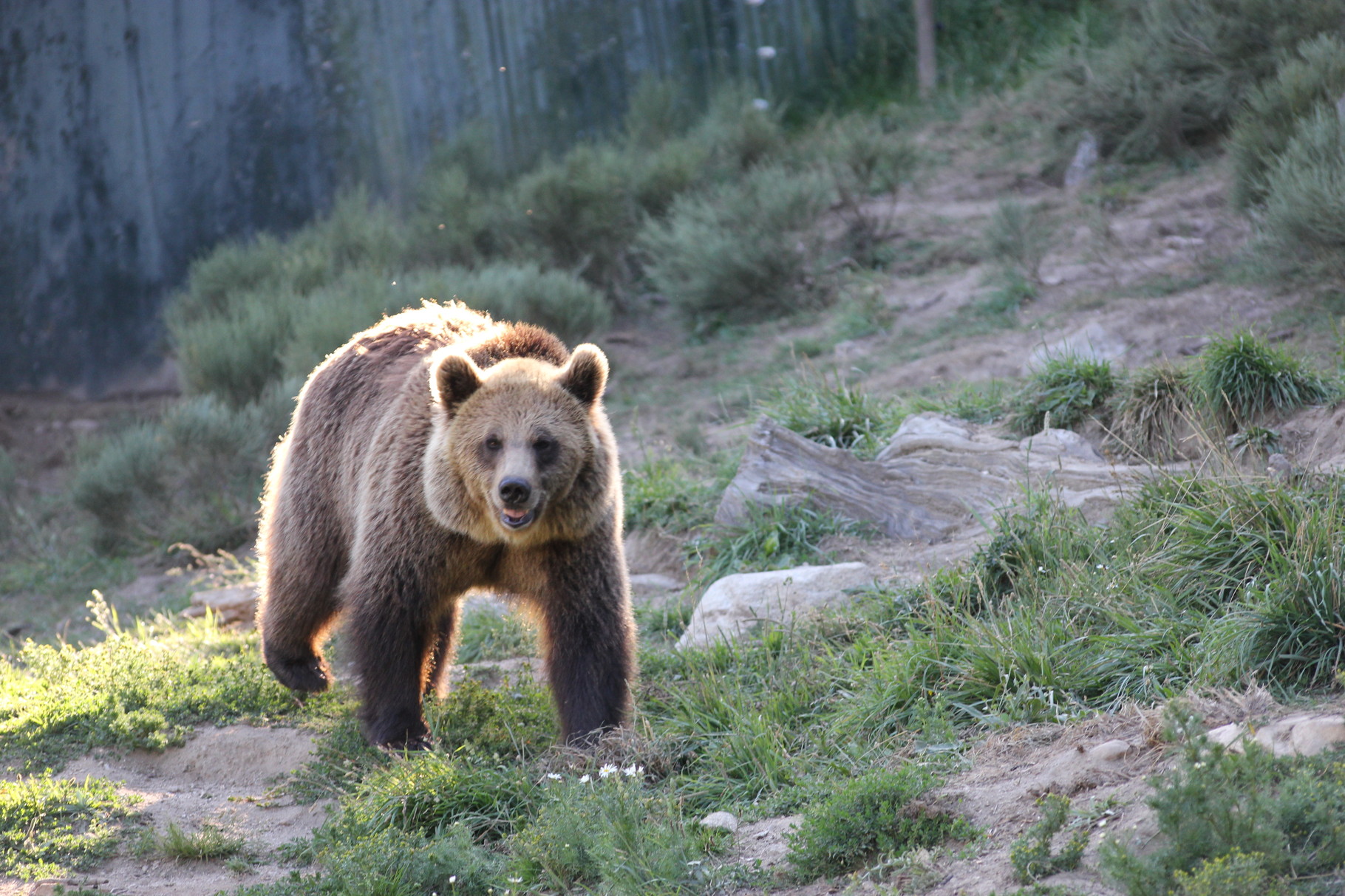 Le parc animalier des angles Gites et locations Ferme BASSO Pyrénées Le parc animalier des angles Gites et locations Ferme BASSO Pyrénées