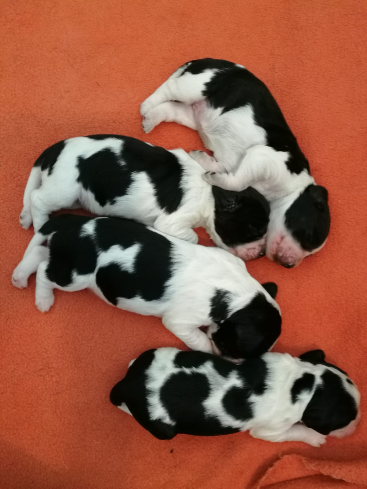 Springers Castle springerscastles seite!