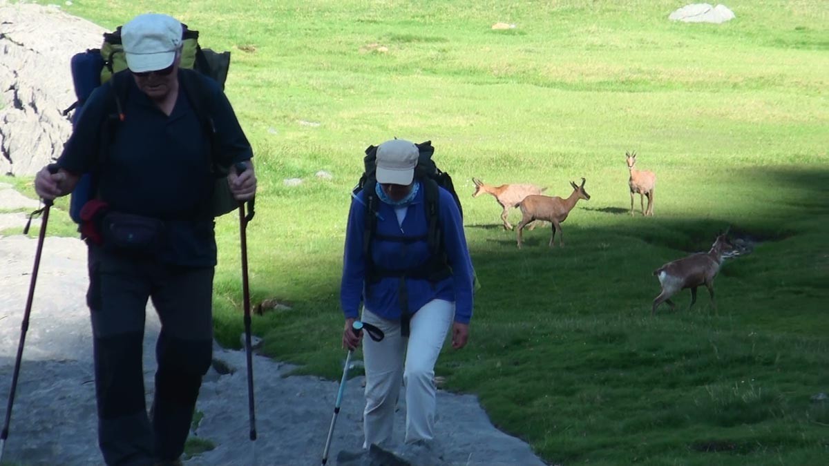 Aprés un bivouac partagé avec les izards
