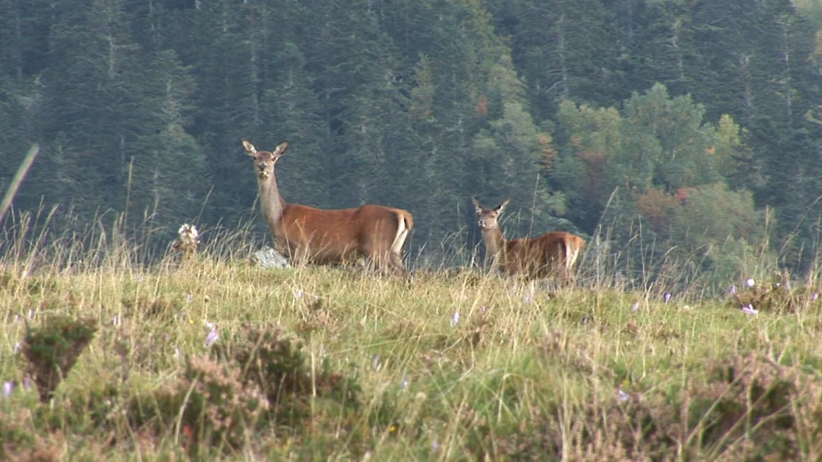 Le brame du cerf