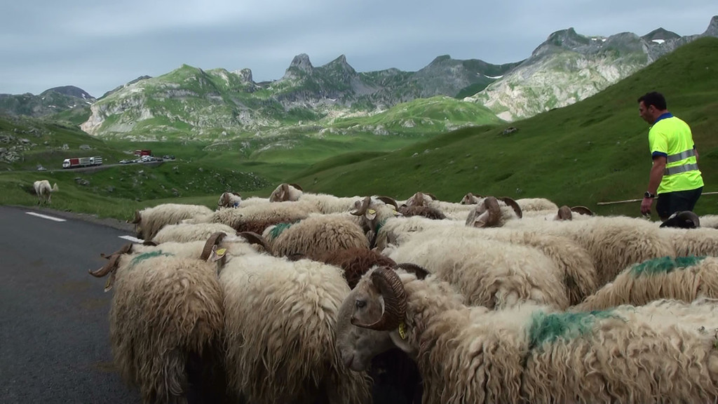 Transhumance en vallée d'Ossau