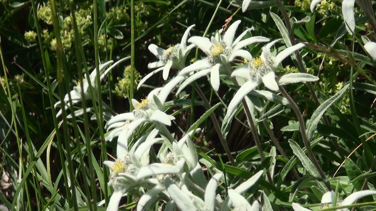 Avec des parterres d'edelweiss