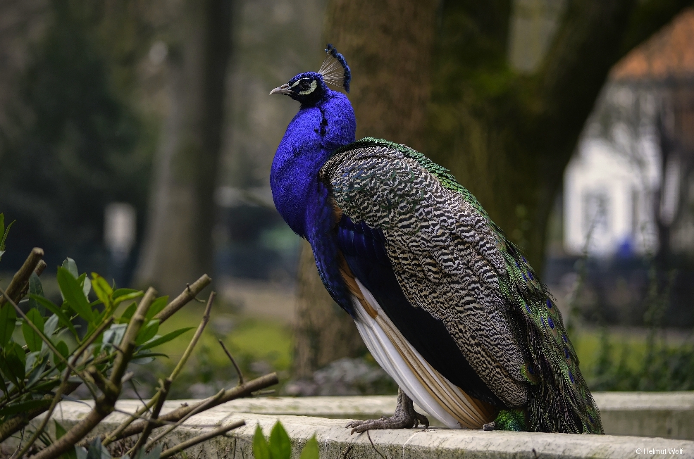Pfau