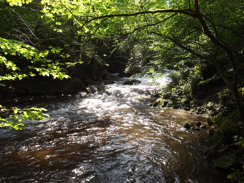 Paysages en sous bois tout au long de votre descente.